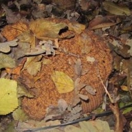 В Киеве поймали торговца шаурмой, нападавшего на студенток В Киеве поймали торговца шаурмой, нападавшего на студенток