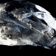 � �������� ����� ���� ������ ������� ������