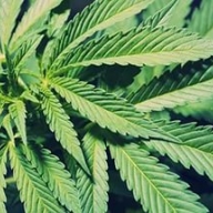 Мешканець міста Броди вирощув рослини конопель для власних потреб Мешканець міста Броди вирощув рослини конопель для власних потреб