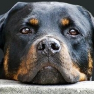 � ����������� ��������� ����� �� ����������: ������� ���� �� �����