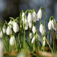 � ������ ������� ������������ ����������� 