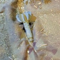 ������� ���������� ������������ ����� �������� ��������