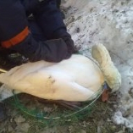 У Вінниці рятувальники виловили лебедя із замерзлої річки У Вінниці рятувальники виловили лебедя із замерзлої річки