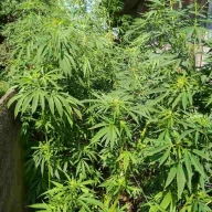 Селянка з Радехівщини вирощувала на городі мак та коноплю(ФОТО) Селянка з Радехівщини вирощувала на городі мак та коноплю(ФОТО)