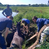 У Пустомитівському районі врятували коня У Пустомитівському районі врятували коня