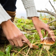 Розпочався грибний сезон на Львівщині: як вберегтись від отруєння Розпочався грибний сезон на Львівщині: як вберегтись від отруєння