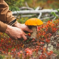 У Перемишлянському районі чоловік отруївся грибами У Перемишлянському районі чоловік отруївся грибами