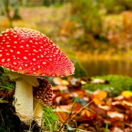 У Перемишлянському районі сім’я отруїлися грибами У Перемишлянському районі сім’я отруїлися грибами