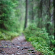 Рятувальники шукають жителя м. Стрия, який під час збирання грибів заблукав в лісі Рятувальники шукають жителя м. Стрия, який під час збирання грибів заблукав в лісі