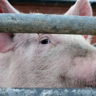На Стрийщині проводять профілактичні заходи щодо недопущення АЧС На Стрийщині проводять профілактичні заходи щодо недопущення АЧС