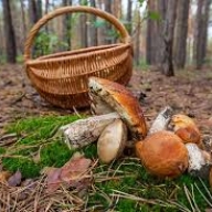 Літнього стриянина, який чотири дні тому пішов до лісу за грибами знайшли Літнього стриянина, який чотири дні тому пішов до лісу за грибами знайшли