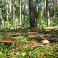 У Яворівському районі рятувальники шукають львів'янку, що заблукала в лісі У Яворівському районі рятувальники шукають львів'янку, що заблукала в лісі