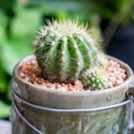 В Украине появилась ферма с мини-кактусами В Украине появилась ферма с мини-кактусами