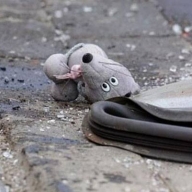 У Львові водій «Рено» травмував 12-річного хлопчика У Львові водій «Рено» травмував 12-річного хлопчика