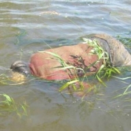 В Старосамбірському районі, чоловік загинув в трубі для спуску воду зі ставка В Старосамбірському районі, чоловік загинув в трубі для спуску воду зі ставка