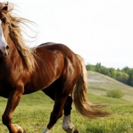 На Турківщині через падіння з коня загинув чоловік На Турківщині через падіння з коня загинув чоловік