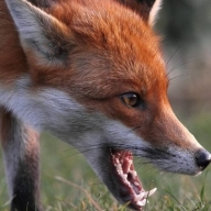 На Стрийщині виявили сказ На Стрийщині виявили сказ