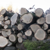 У Карпатському регіоні на Львівщині незаконно вирубили майже півтори сотні дерев(ФОТО) У Карпатському регіоні на Львівщині незаконно вирубили майже півтори сотні дерев(ФОТО)