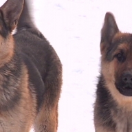 У Пустомитівському районі на фермі чоловіка загризли вівчарки У Пустомитівському районі на фермі чоловіка загризли вівчарки