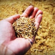 На Золочівщині зловмисник заподіяв фермеру збитки, понад 80 000 гривень На Золочівщині зловмисник заподіяв фермеру збитки, понад 80 000 гривень