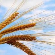 Сільськогосподарські підприємства Львівщини наростили обсяги виробленої продукції Сільськогосподарські підприємства Львівщини наростили обсяги виробленої продукції