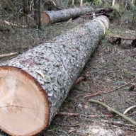 На Львівщині посадовець допустив незаконну порубку дерев На Львівщині посадовець допустив незаконну порубку дерев