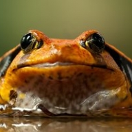 ���������� ����� ������ �� ���� �������: ���������� ���� (18+)