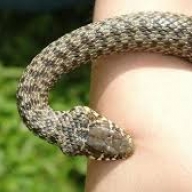 У Перемишлянському районі чоловіка вкусила змія У Перемишлянському районі чоловіка вкусила змія