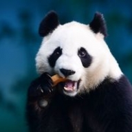 � ����� ������ �������� ����������� �������