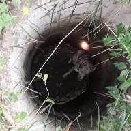 У Городоцькому районі витягли собаку із закинутого колодязя(ФОТО) У Городоцькому районі витягли собаку із закинутого колодязя(ФОТО)