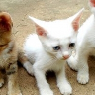 В Харькове живодеры разгромили приют, порубили кошек и котят В Харькове живодеры разгромили приют, порубили кошек и котят