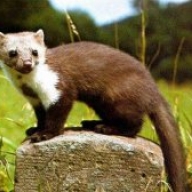 � ����������� ������� ������� ������ �������� �������