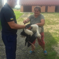У Яворівському районі рятувальники зняли із даху травмованого лелеку(ФОТО) У Яворівському районі рятувальники зняли із даху травмованого лелеку(ФОТО)