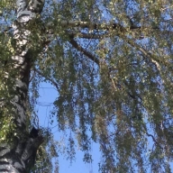 У Львові від голодної смерті врятували двох кошенят У Львові від голодної смерті врятували двох кошенят