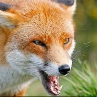 � ����������� ������� ���������� ������� ����: �������� ��������