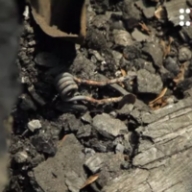 Пожар в лагере Пожар в лагере