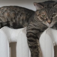 Отопительный сезон в Запорожье: стала известна дата подачи тепла Отопительный сезон в Запорожье: стала известна дата подачи тепла