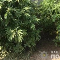 В Одесской области изъяли наркотиков на четыре миллиона гривен В Одесской области изъяли наркотиков на четыре миллиона гривен