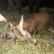 У Городоцькому районі допомогли травмованому оленю(ФОТО) У Городоцькому районі допомогли травмованому оленю(ФОТО)