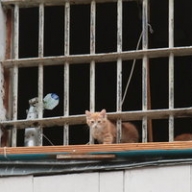 В Запорожье копы расследуют 10 случаев живодерства В Запорожье копы расследуют 10 случаев живодерства