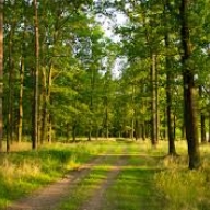 У Пустомитівському районі знайшли заблукалого у лісі чоловіка У Пустомитівському районі знайшли заблукалого у лісі чоловіка