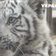 ������� � ��������� ���������� ����� ����� ������