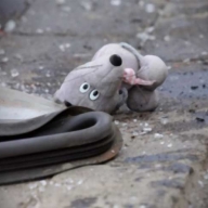 На Самбірщині водій травмував 9-річного хлопчика На Самбірщині водій травмував 9-річного хлопчика