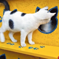 Идеи для Одессы: оплата проезда смартфоном и электричка к Потемкинской лестнице Идеи для Одессы: оплата проезда смартфоном и электричка к Потемкинской лестнице