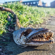 ������� ���������� �������� ��������: ��������� ����