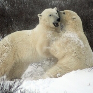 ����� ������� �������: �� ����� ����� �������� ����� ��