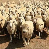 ������� �����������: ������ ���� ���� �������� �� ����������������� ������