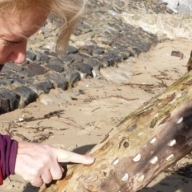 В Великобритании нашли дерево, в ствол которого воткнуты сотни древних монет В Великобритании нашли дерево, в ствол которого воткнуты сотни древних монет