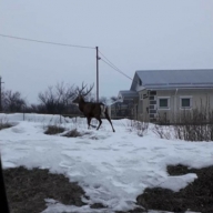 Под Харьковом прямо по городу гулял красавец-олень Под Харьковом прямо по городу гулял красавец-олень