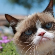��������-����� ���� ���� Grumpy Cat